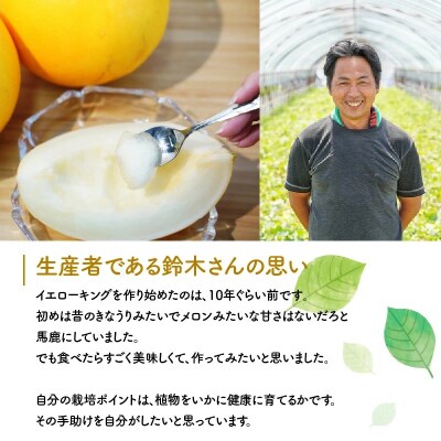 【2025年発送】完熟!イエローキングメロン 5kg以上(5玉～6玉)　H141-017