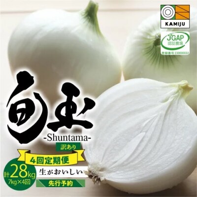 訳あり 　新玉ねぎ 定期便 7kg×4回　生がおいしい 「旬玉」　H105-104