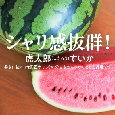 〈予約受付〉【2027年発送】夏の風物詩 中玉すいか「虎太郎西瓜」2玉 H141-016