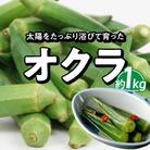【2025年発送】太陽をたっぷり浴びて育った　オクラ1kg　H139-021