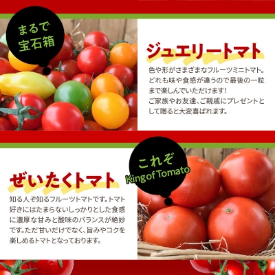 【個数限定 先行受付】シーズンスタート11月から楽しめるトマト8か月定期便 H004-207