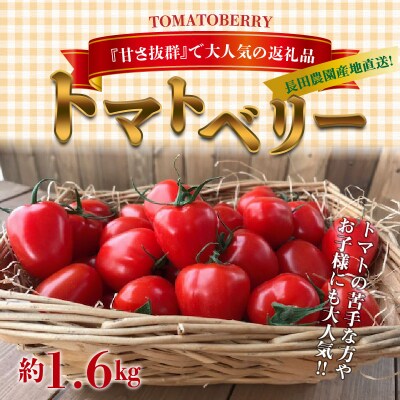 甘さ抜群!トマト嫌いでも食べられるトマトベリー 1.6kg　H004-116