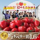 【2026年度事前受付】トマト嫌いでも食べられるトマトベリー約1.6kg　H004-116_Nov