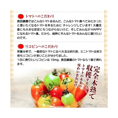 【お試し】まるでトマトの宝石箱!フルーツジュエリートマト 約800g　 H004-115