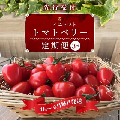 【数量限定】たっぷり2㎏×3回!トマトベリーの定期便(4月～6月毎月お届けコース)H004-131