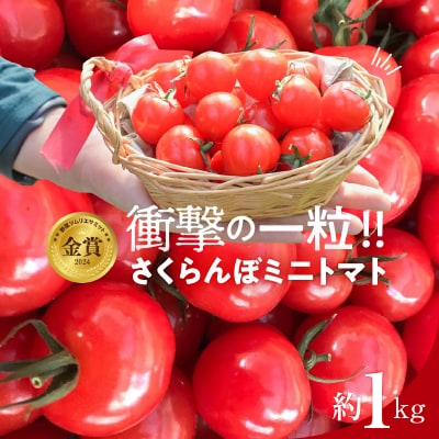 【事前受付】衝撃の一粒!!さくらんぼミニトマト(プチぷよ) 約1kg　H004-118_Nov