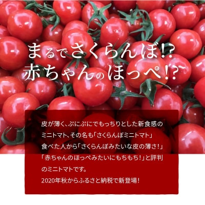 【事前受付】衝撃の一粒!!さくらんぼミニトマト(プチぷよ) 約1kg　H004-118_Nov