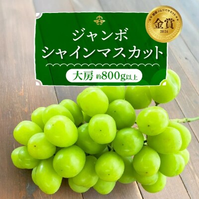 【2026年発送】特大房!大きく実った特大シャインマスカット約800g以上(1房) H004-199