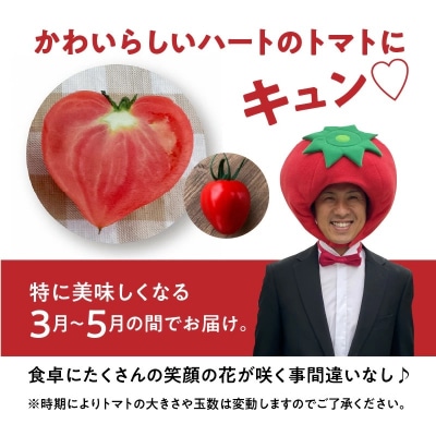 【2027年発送】ファーストトマト&トマトベリー 計1.4kg(3月～5月で発送)　H004-197