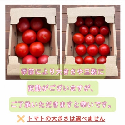 【事前受付】3ヶ月しか食べられないファーストトマト 約1.4kg 3月～5月発送 H004-127
