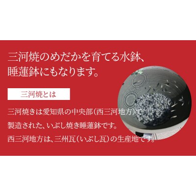 三河焼の職人が作るめだか鉢(水瓶 手造り 12号 いぶし)　H100-057