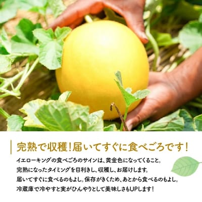 【2025年発送】完熟!イエローキングメロン 4kg以上(4玉入り)　H141-018