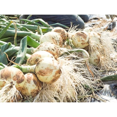 ≪某TVで紹介≫訳あり 生がおいしい 神重農産のブランド玉ねぎ「旬玉」2.5kg H105-152