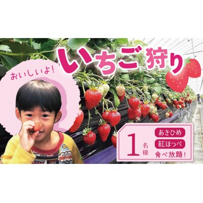 【1レーン貸切・最大60分食べ放題(土日祝・繁忙期は45分)】いちご狩り券1名様 H175-006