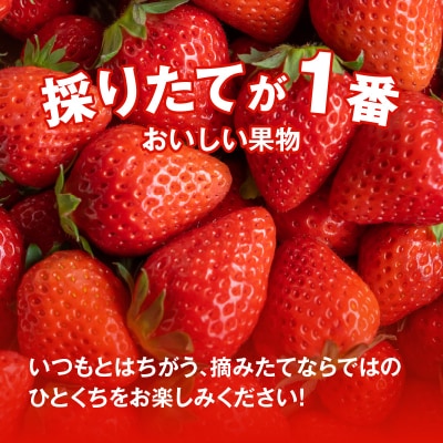 【1レーン貸切・最大60分食べ放題(土日祝・繁忙期は45分)】いちご狩り券1名様 H175-006