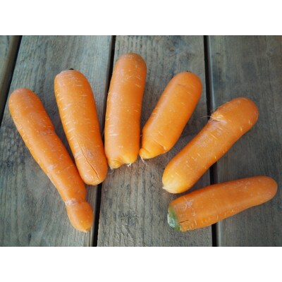 【訳あり】甘くて食べやすい“碧南にんじん” 5kg にんじん 野菜　H105-193