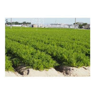 【訳あり】甘くて食べやすい“碧南にんじん” 5kg にんじん 野菜　H105-193