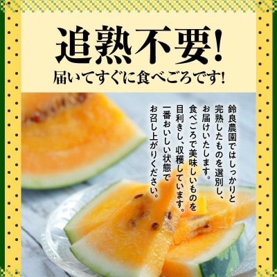 【2026年発送】甘さを追求したすいか「金色羅皇」1玉 甘い 果物 フルーツ　H141-014