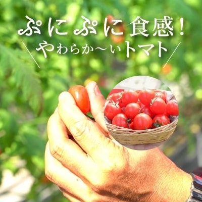 【2026年発送】衝撃の一粒!!さくらんぼミニトマト(プチぷよ) 約750g H004-172