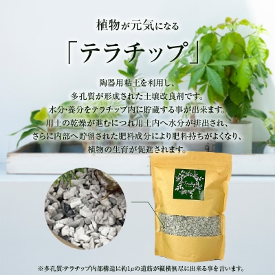 三河焼 植木鉢 ダークシルバー【テラチップいぶし】 植物栽培セット H188-001