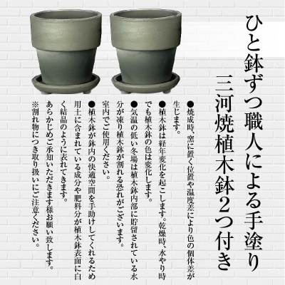 三河焼 植木鉢 ダークシルバー【テラチップいぶし】 植物栽培セット H188-001