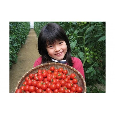 【第54回内閣総理大臣賞受賞】毎日食べたくなるミニトマト3kg H031-005