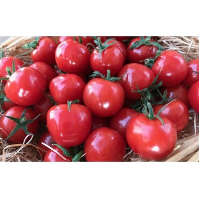 【4月～6月の定期便】トマト好き全員集合トマト3か月お届けパック　H004-173
