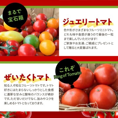 【事前受付】【4月～6月の定期便】トマト好き全員集合トマト3か月お届けパック　H004-173