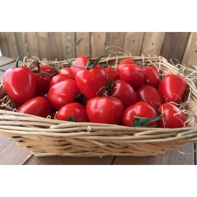 【4月～6月の定期便】トマト好き全員集合トマト3か月お届けパック　H004-173