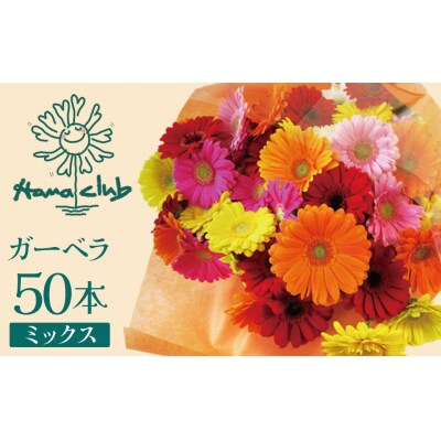 【ラッピング付】生花ガーベラミックスの花束 50本 ギフト H193-012