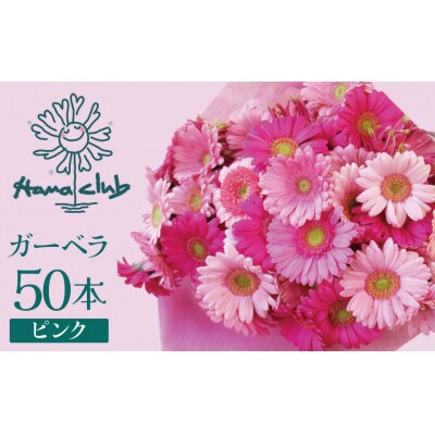【ラッピング付】生花 ピンクガーベラ の花束 50本 ギフト H193-002