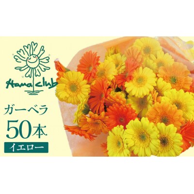【ラッピング付】生花 イエローオレンジガーベラ の花束 50本 ギフト H193-014