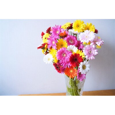 【ラッピング付】生花 イエローオレンジガーベラ の花束 50本 ギフト H193-014