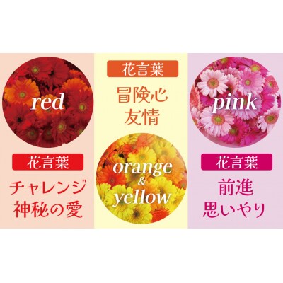 【ラッピング付】生花 イエローオレンジガーベラ の花束 50本 ギフト H193-014