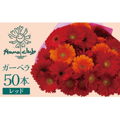 【ラッピング付】生花 レッドガーベラ の花束 50本 ギフト H193-004
