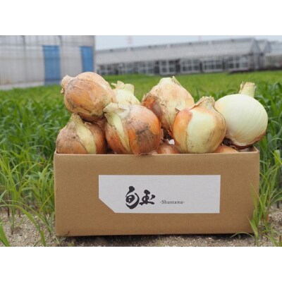 【2026年発送】訳あり新玉ねぎ神重農産のブランド玉ねぎ「旬玉」5kg H105-153