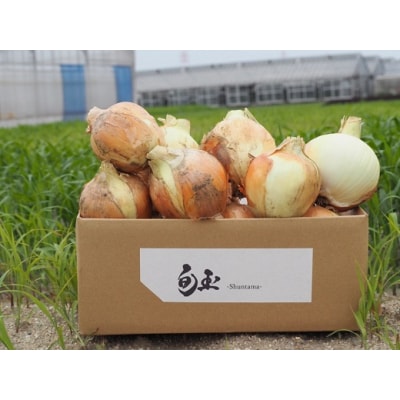 ≪某TV番組で紹介≫ 訳あり新玉ねぎ神重農産のブランド玉ねぎ「旬玉」5kg H105-153