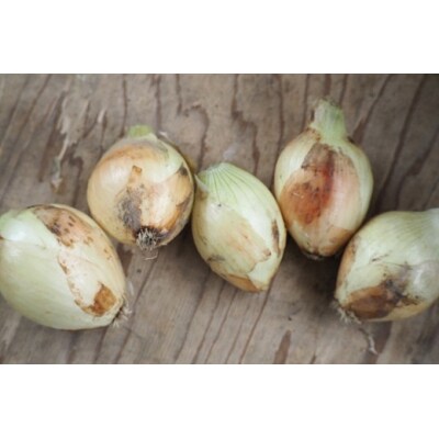 【2026年発送】訳あり新玉ねぎ神重農産のブランド玉ねぎ「旬玉」5kg H105-153