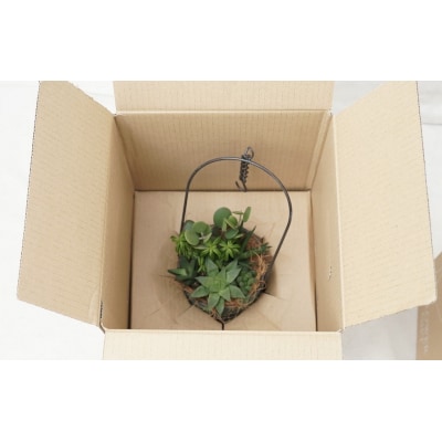 多肉植物6種【令和元年 農林水産大臣賞受賞】 H195-001