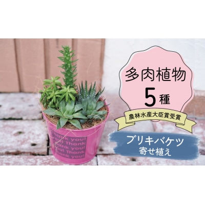 多肉植物5種【令和元年 農林水産大臣賞受賞】 H195-003