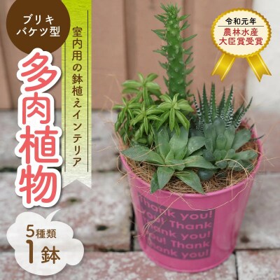 多肉植物5種【令和元年 農林水産大臣賞受賞】 H195-003