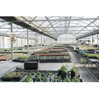 多肉植物5種【令和元年 農林水産大臣賞受賞】 H195-003
