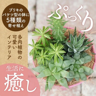 多肉植物5種【令和元年 農林水産大臣賞受賞】 H195-003