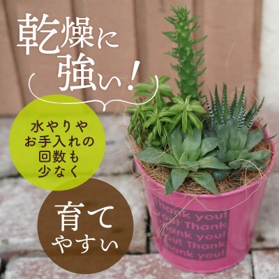 多肉植物5種【令和元年 農林水産大臣賞受賞】 H195-003