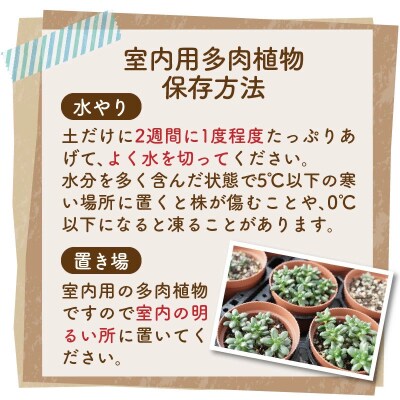 多肉植物5種【令和元年 農林水産大臣賞受賞】 H195-003