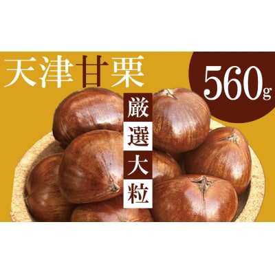 新栗(予約受付)この道50年の職人が焼く「厳選大粒」天津甘栗 560g! H045-064