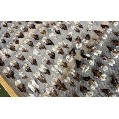 【数量限定】三河産 天然とり貝 計45枚(9枚×5パック)H018-050