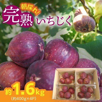 【ハウス栽培】朝もぎ フレッシュな完熟いちじく 碧南市 にいみ農園　 H031-006