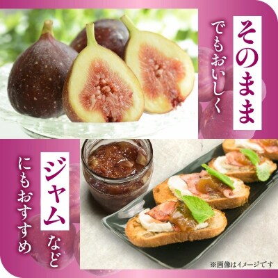 【ハウス栽培】朝もぎ フレッシュな完熟いちじく 碧南市 にいみ農園　 H031-006