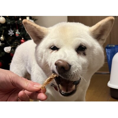 愛犬のおやつ 牛たん皮 40g×6個入り 無添加 無着色　H160-011